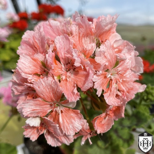 Pelargonium 'Pukin Kili' - Pelargoon 'Pukin Kili' P9/0,55L